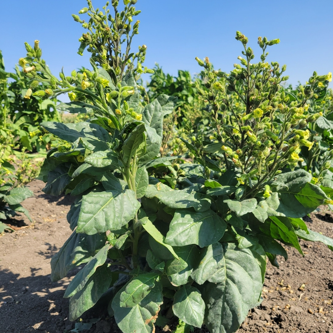 Tobacco Seeds Serebryanka - 100