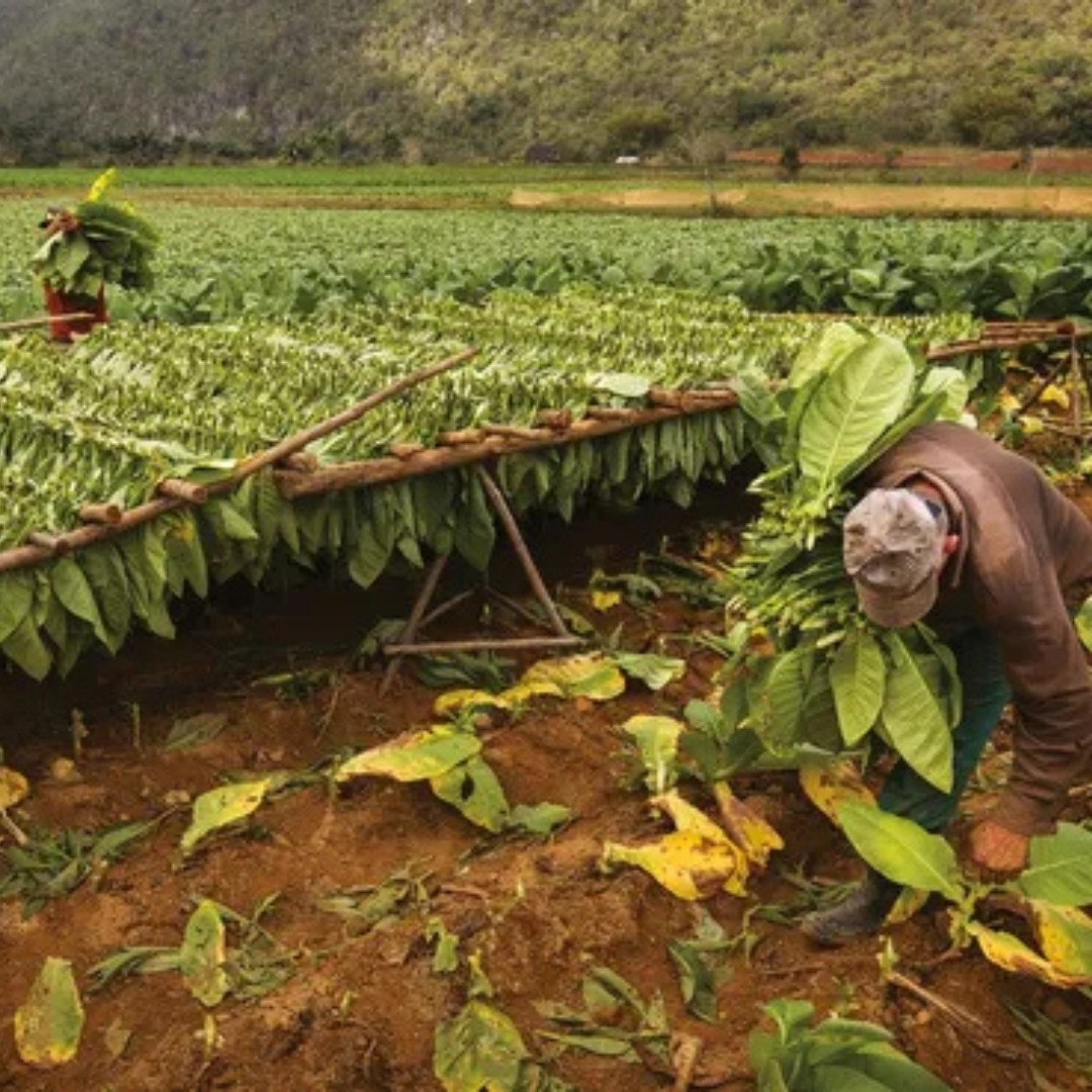 Tobacco Seeds Peremozec 83 - 300