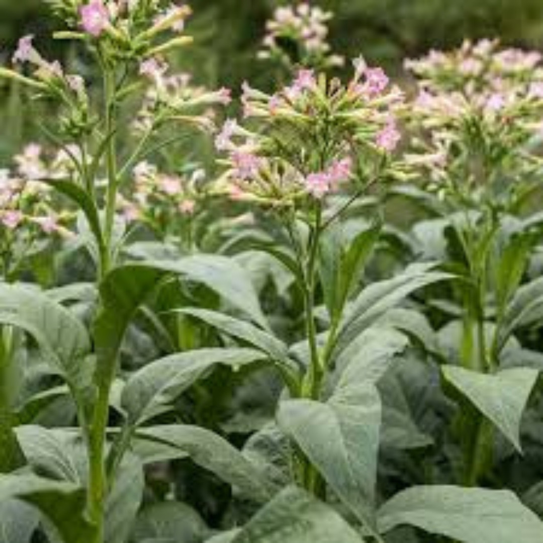 Tobacco Seeds Peremozec 83 - 100