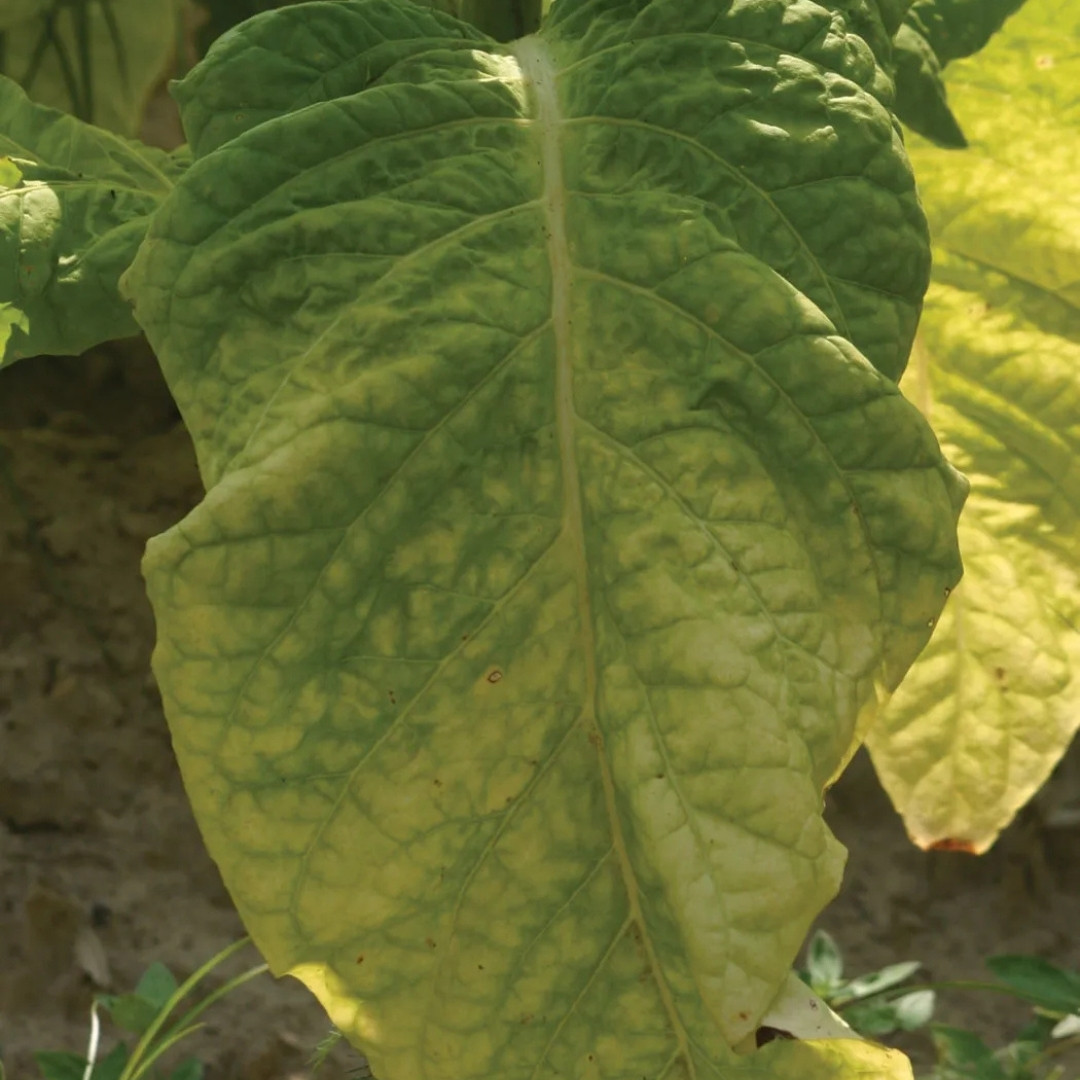 Tobacco Seeds Shag Crimean - 100