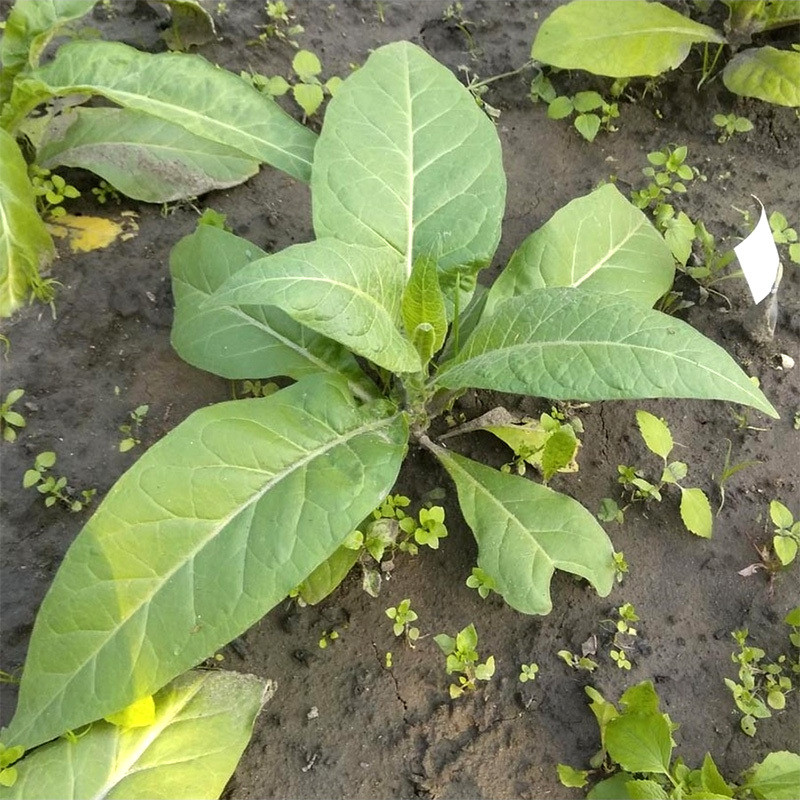 Tobacco Seeds Virginia Golta - 100
