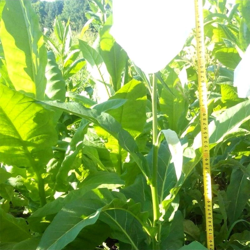 Tobacco Seeds Virginia Golta - 100