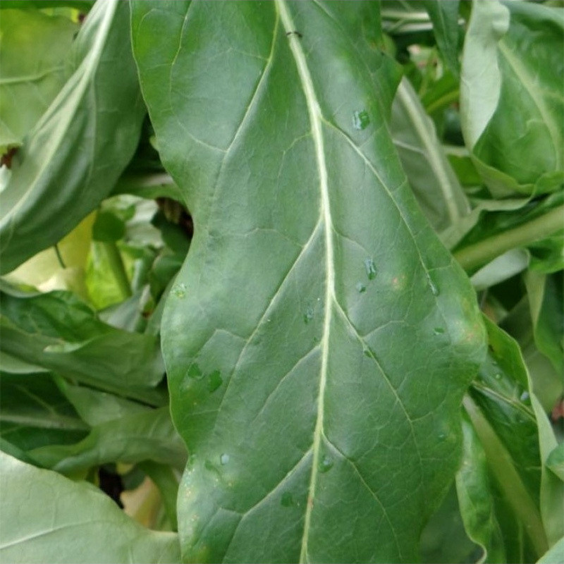 Tobacco Seeds Virginia Golta - 100