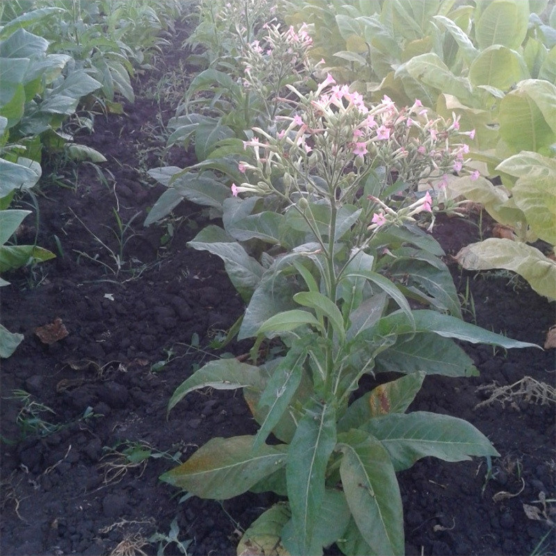 Tobacco Seeds Virginia Golta - 100