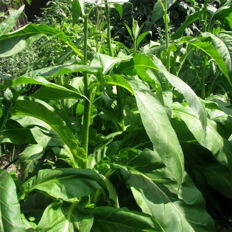 Tobacco Seeds Virginia Golta - 100
