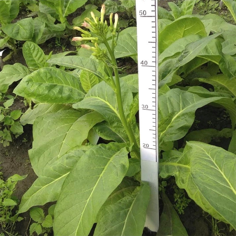 Tobacco Seeds Virginia Golta - 100