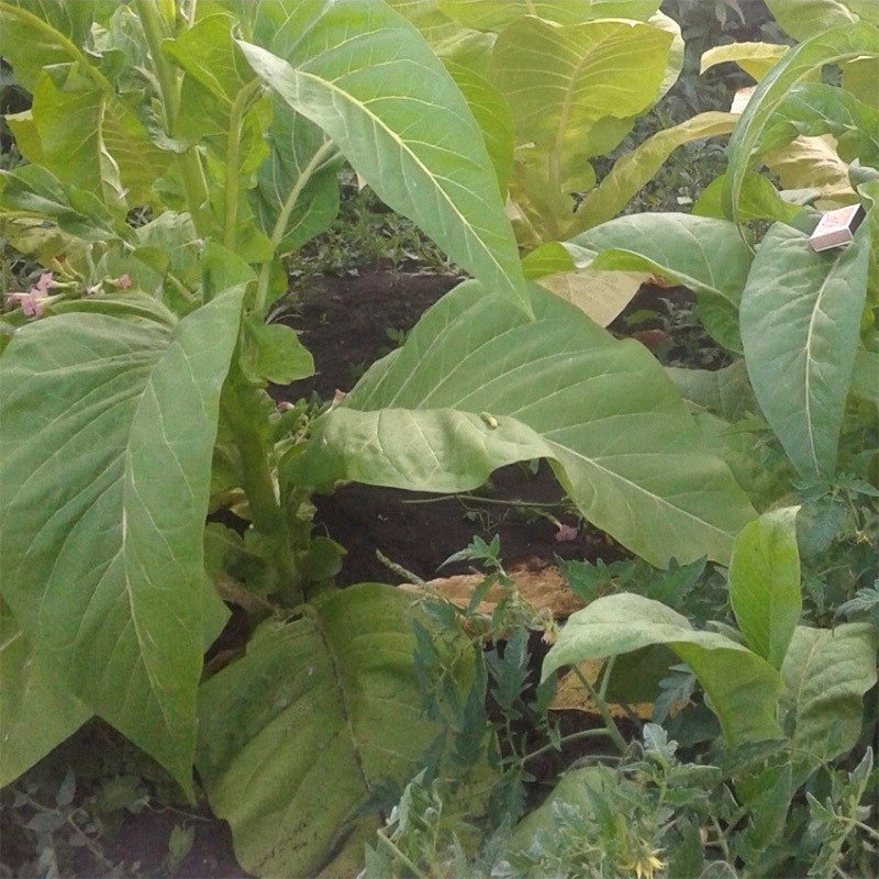 Tobacco Seeds Virginia Golta - 100
