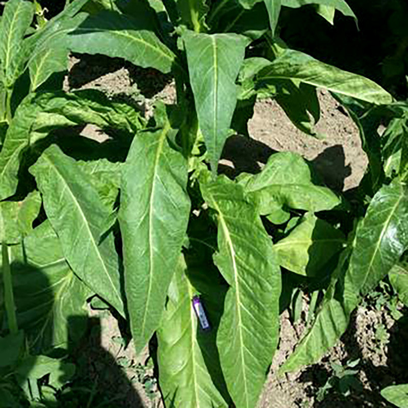 Tobacco Seeds Virginia Golta - 100