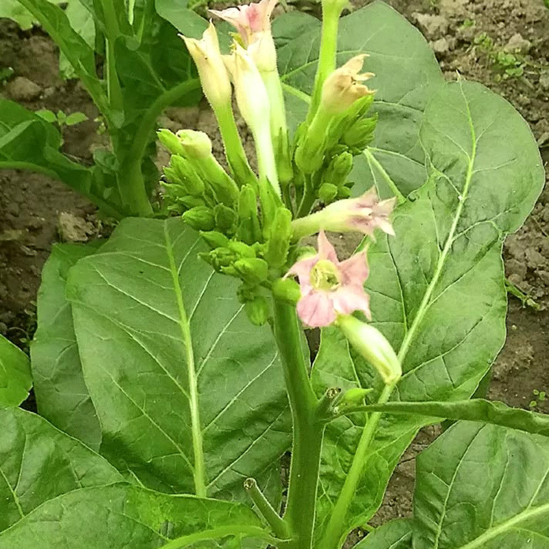 Tobacco Seeds Virginia Golta - 100