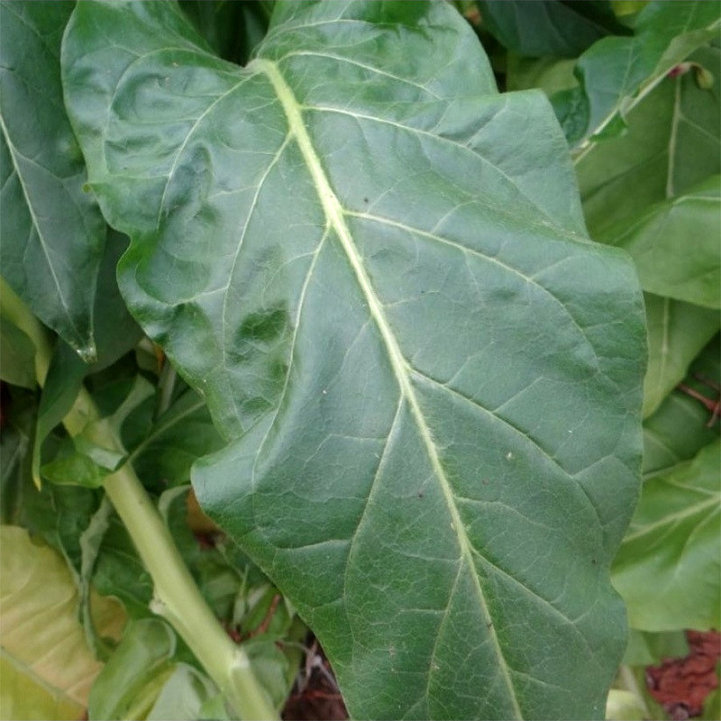 Tobacco Seeds Virginia Golta - 100