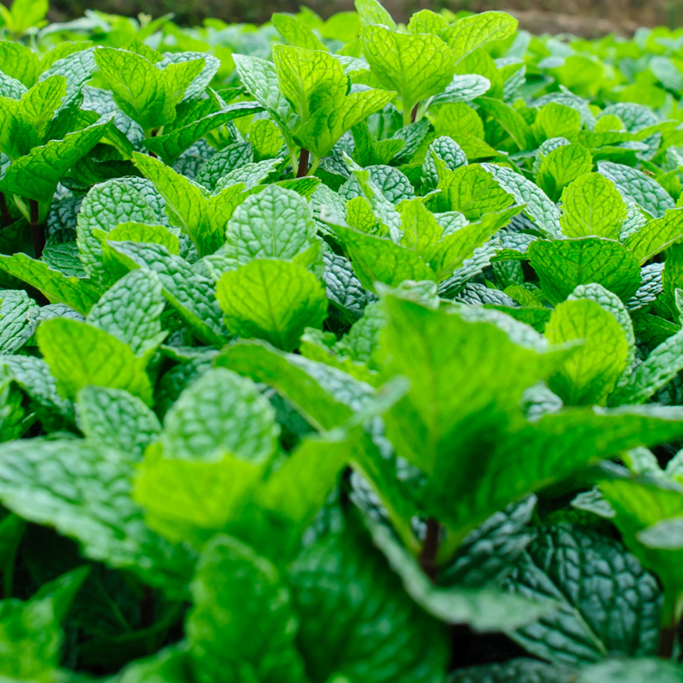 Tobacco seeds SV-13 - 50
