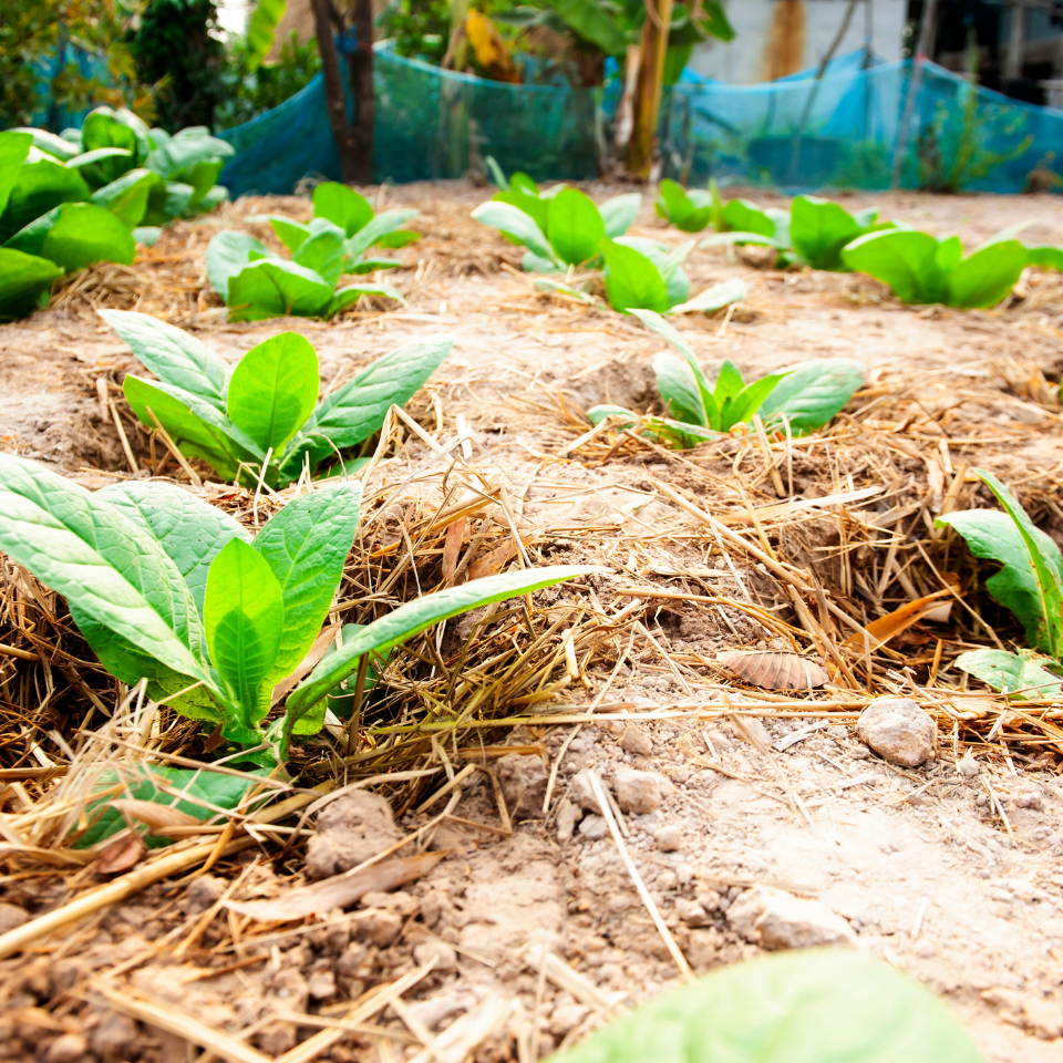 Tobacco seeds SV-13 - 100