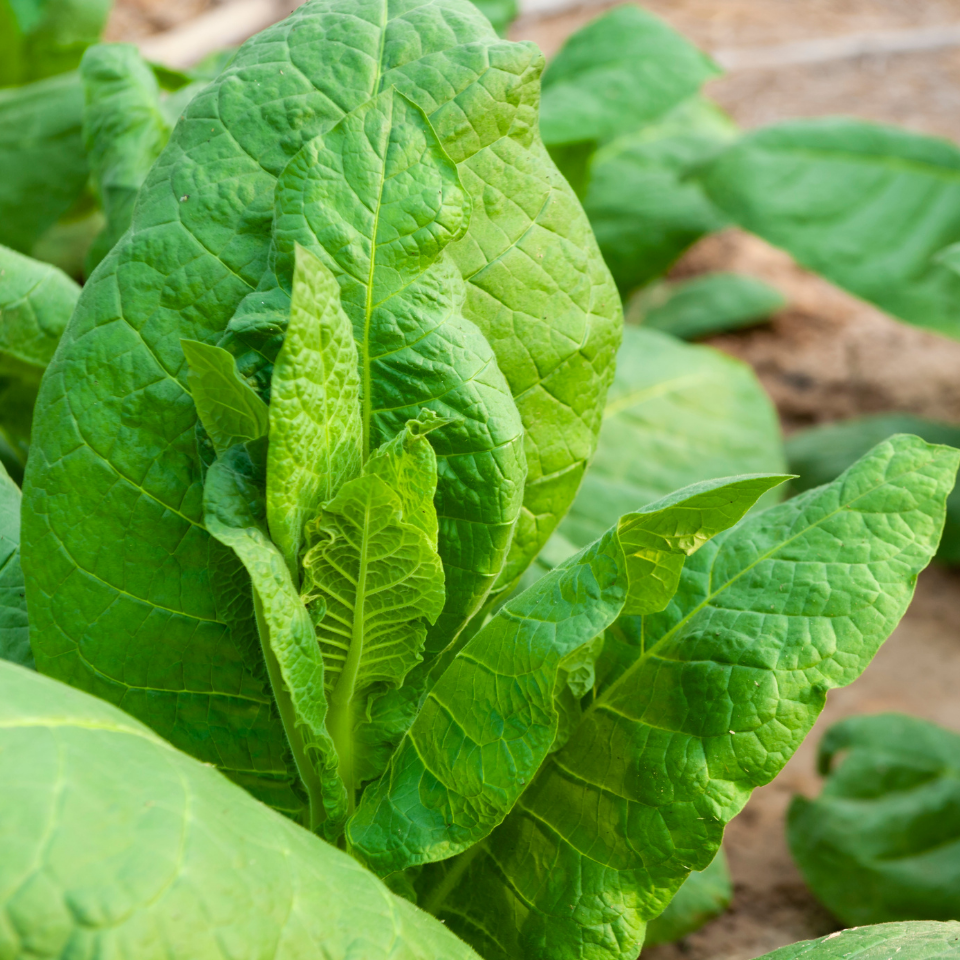 Tobacco seeds SV-13 - 50