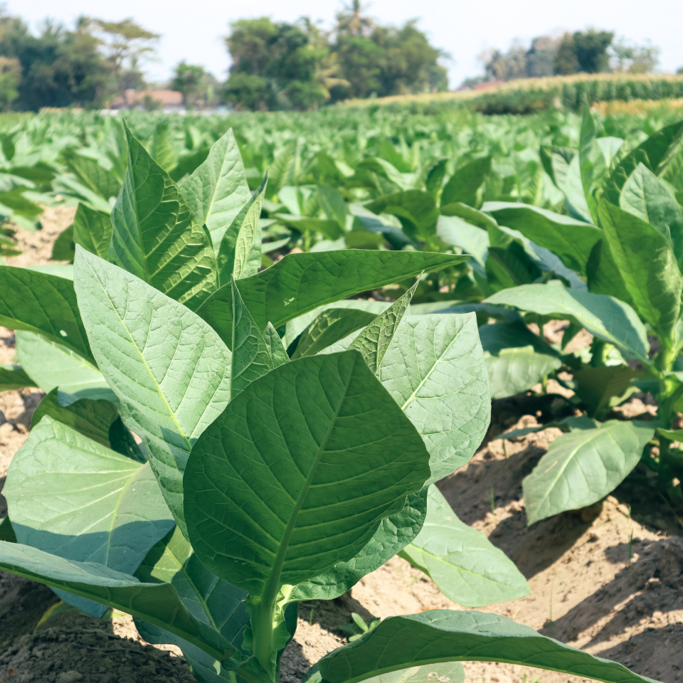 Tobacco seeds SV-13 - 50