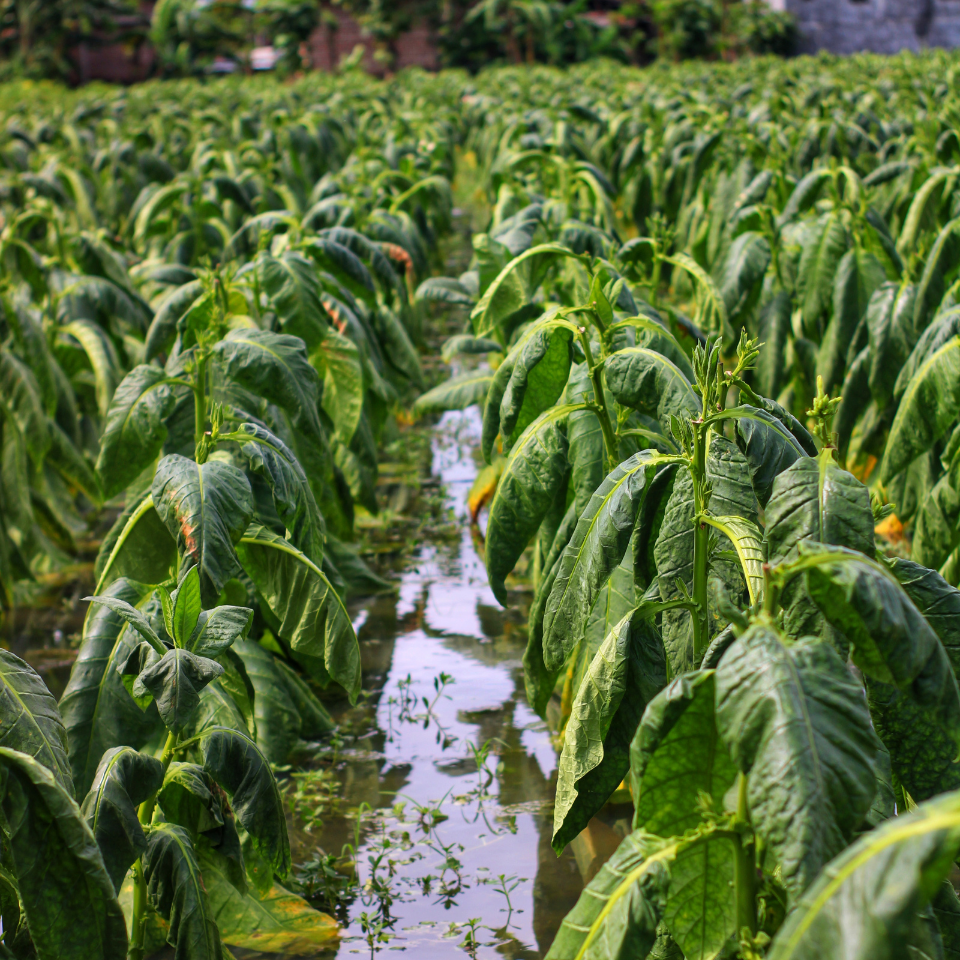Tobacco seeds SV-13 - 50
