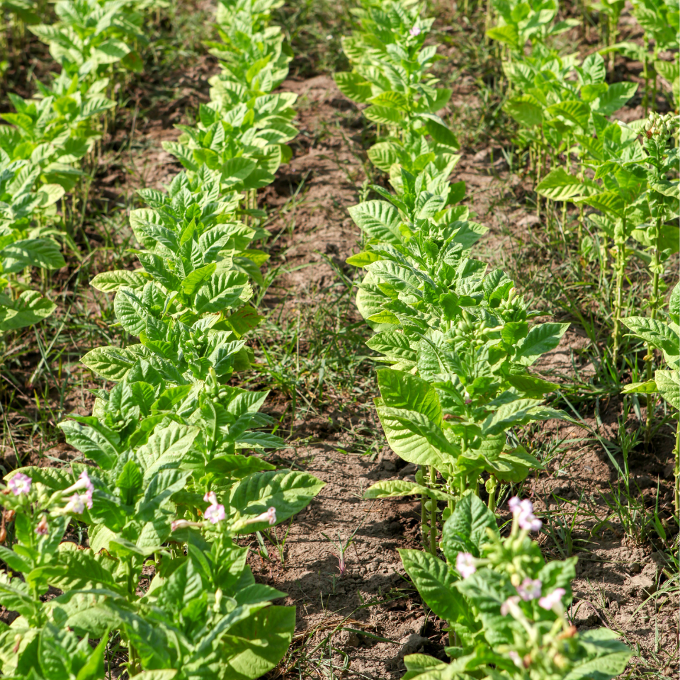 Tobacco seeds SV-13 - 50