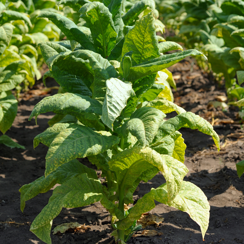 Tobacco seeds SV-13 - 50