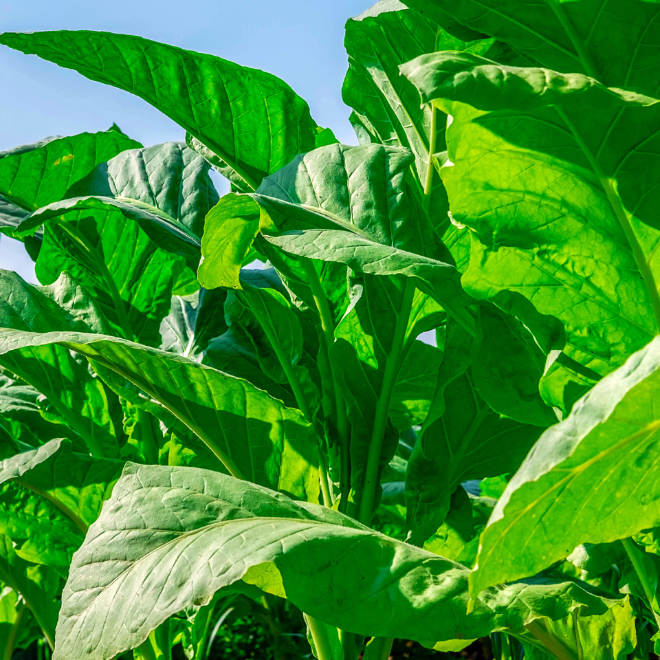 Tobacco seeds Cuban - 100