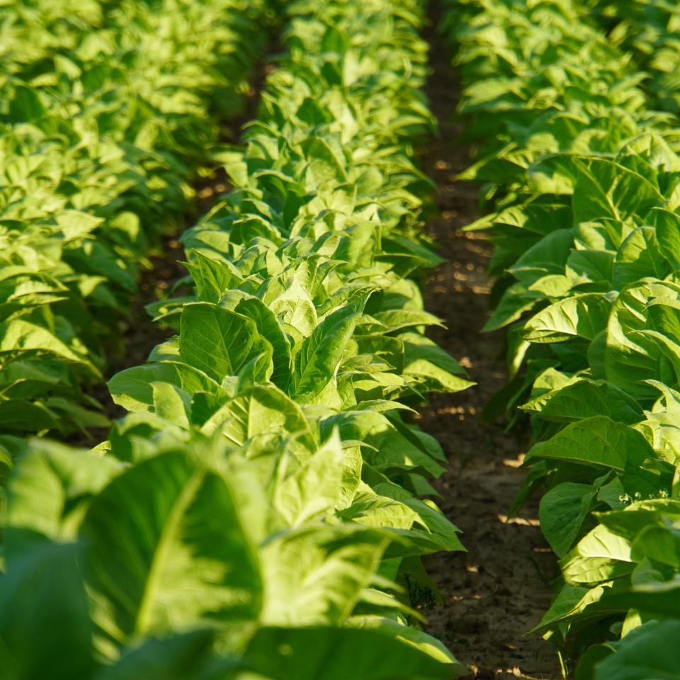 Tobacco seeds Cuban - 100