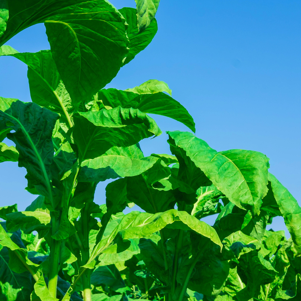 Tobacco seeds Cuban - 100