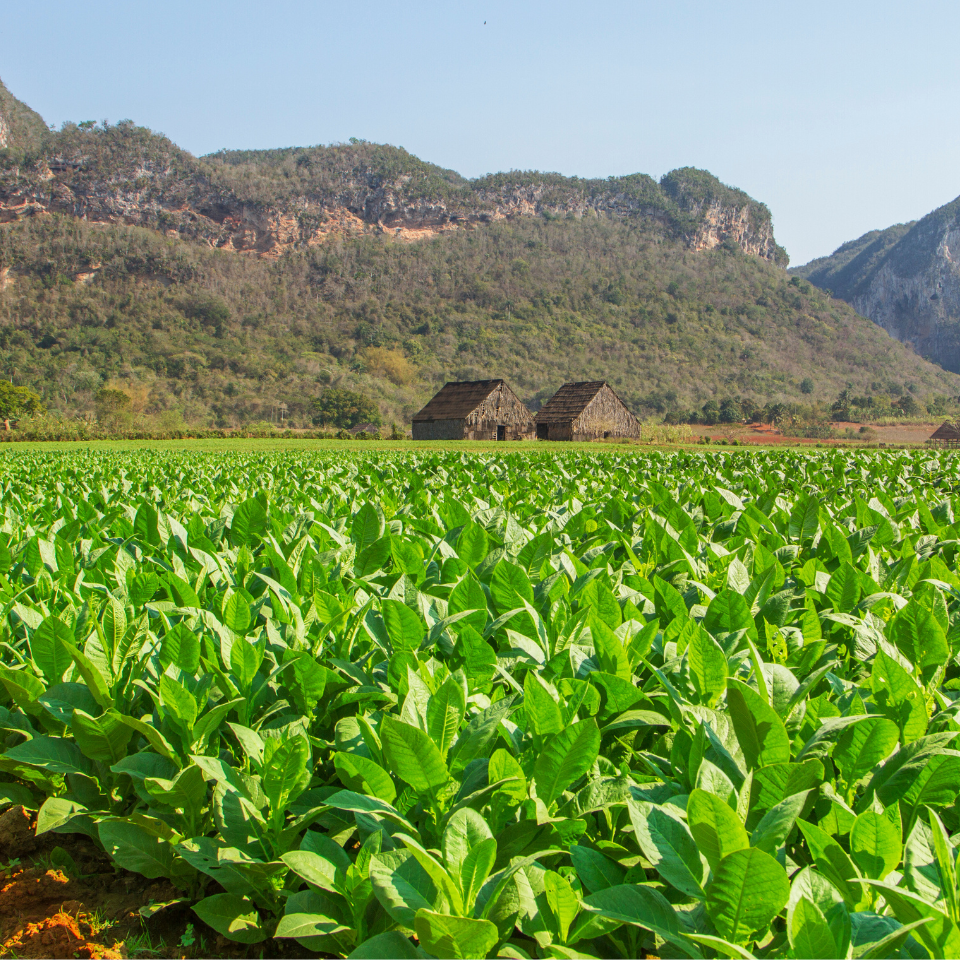 Tobacco seeds Cuban - 100