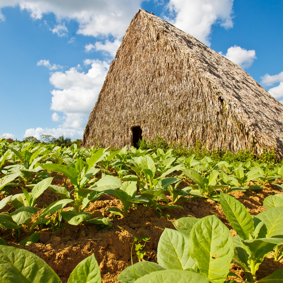 Tobacco seeds Cuban - 100