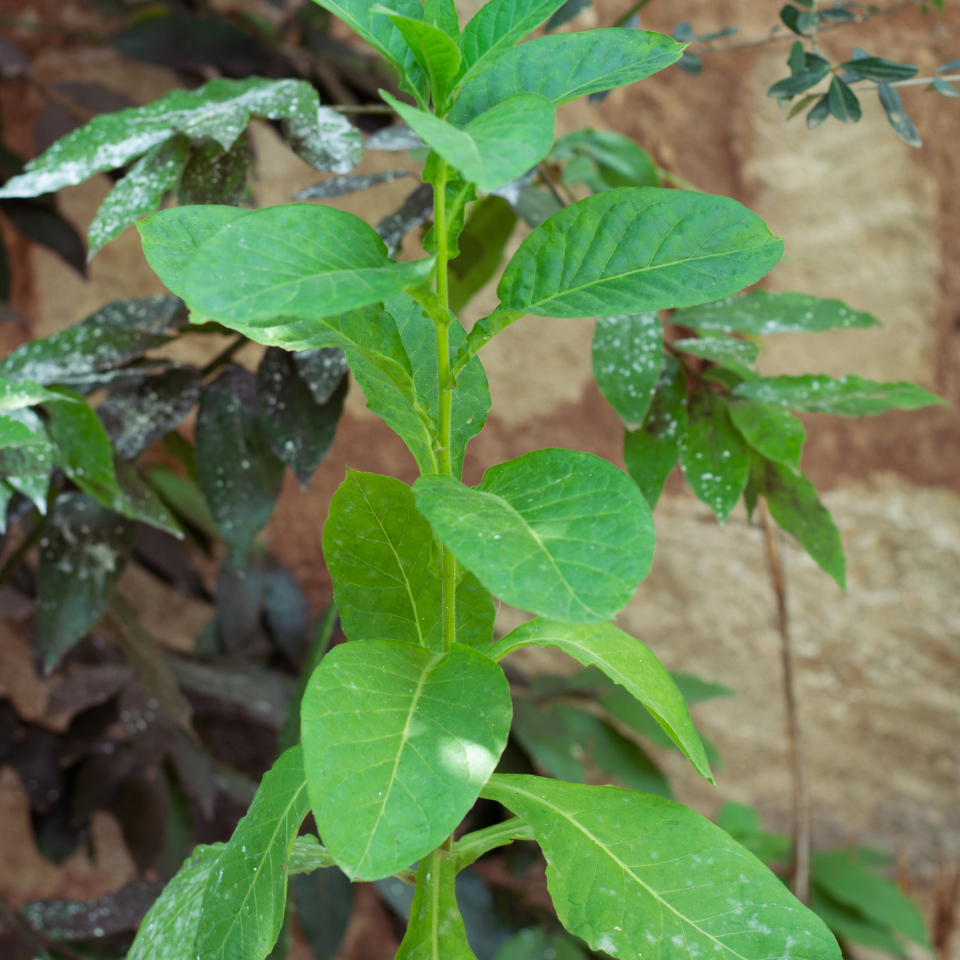 Tobacco seeds Cuban - 100