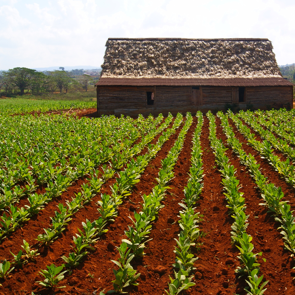Tobacco seeds Cuban - 100