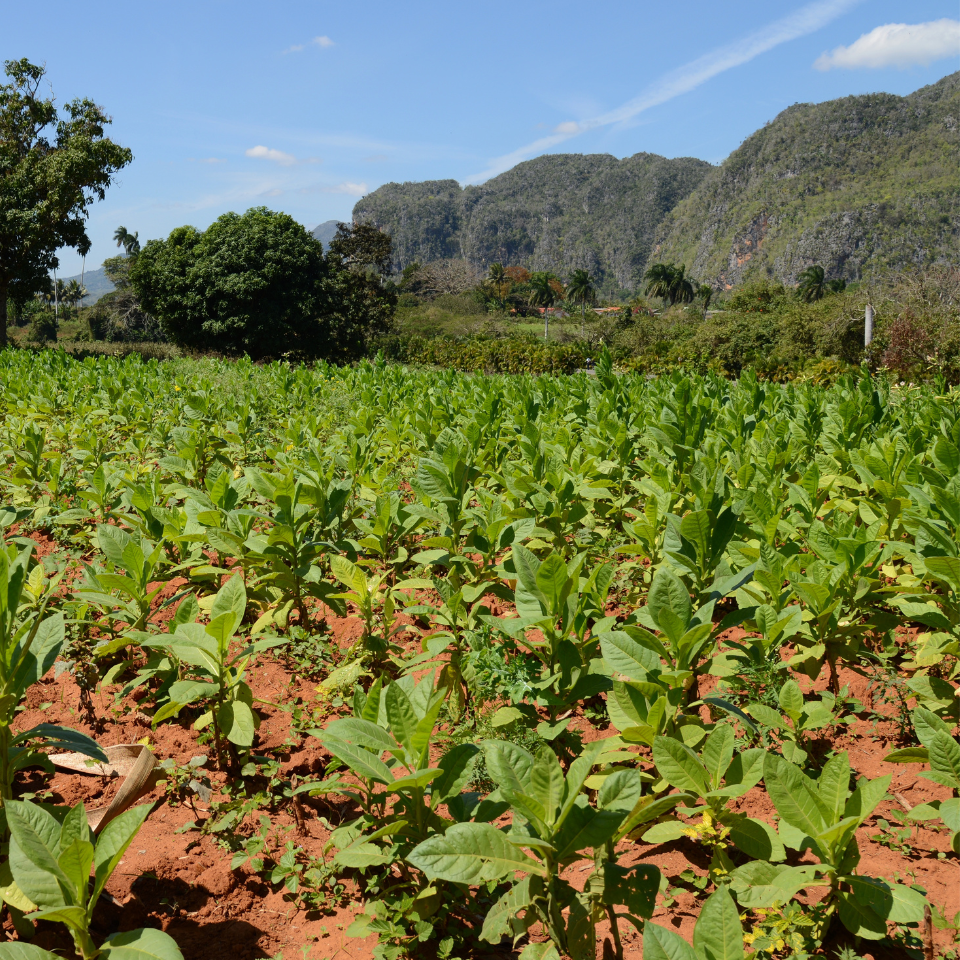 Tobacco seeds Cuban - 100