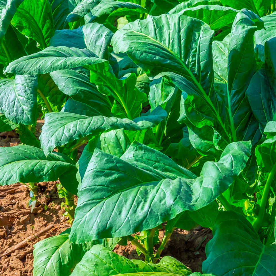 Tobacco seeds Cuban - 100