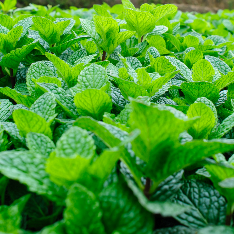 Tobacco seeds Sobolchski 33 - 100