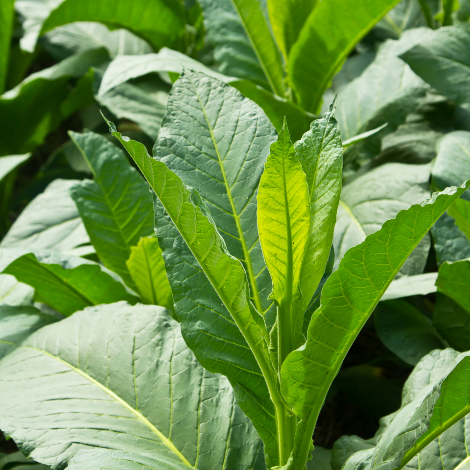 Tobacco seeds Sobolchski 33 - 100