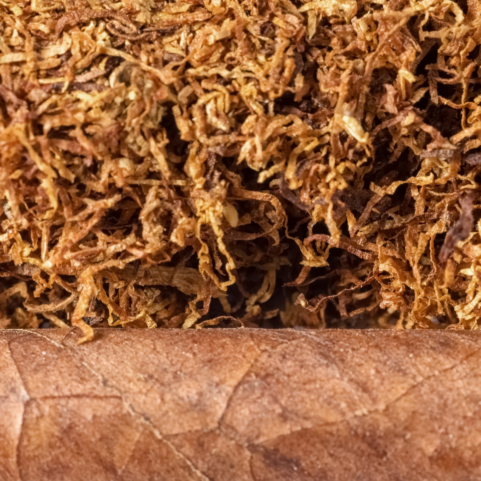Tobacco seeds Sobolchski 33 - 100