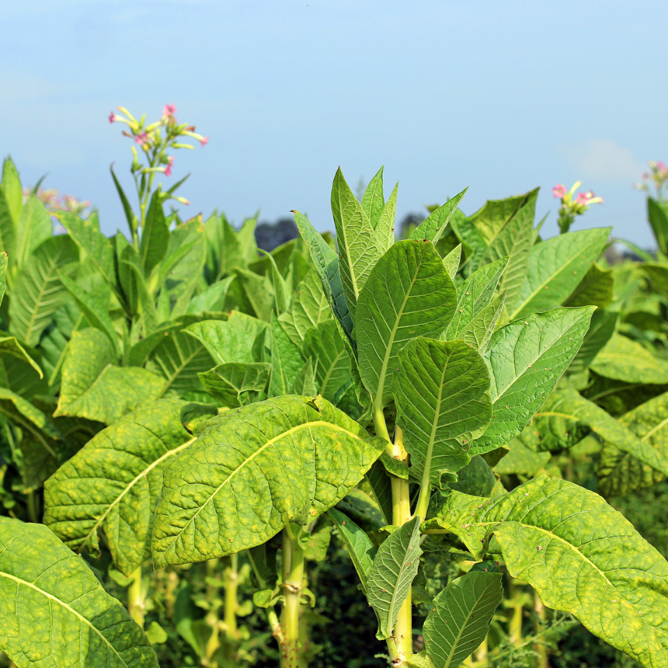 Tobacco seeds Sobolchski 33 - 100
