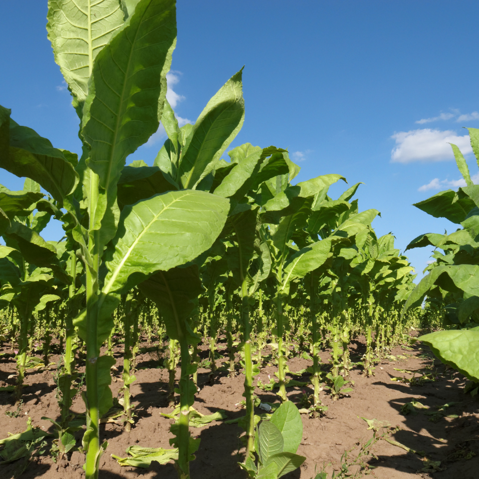 Tobacco seeds Sobolchski 33 - 100