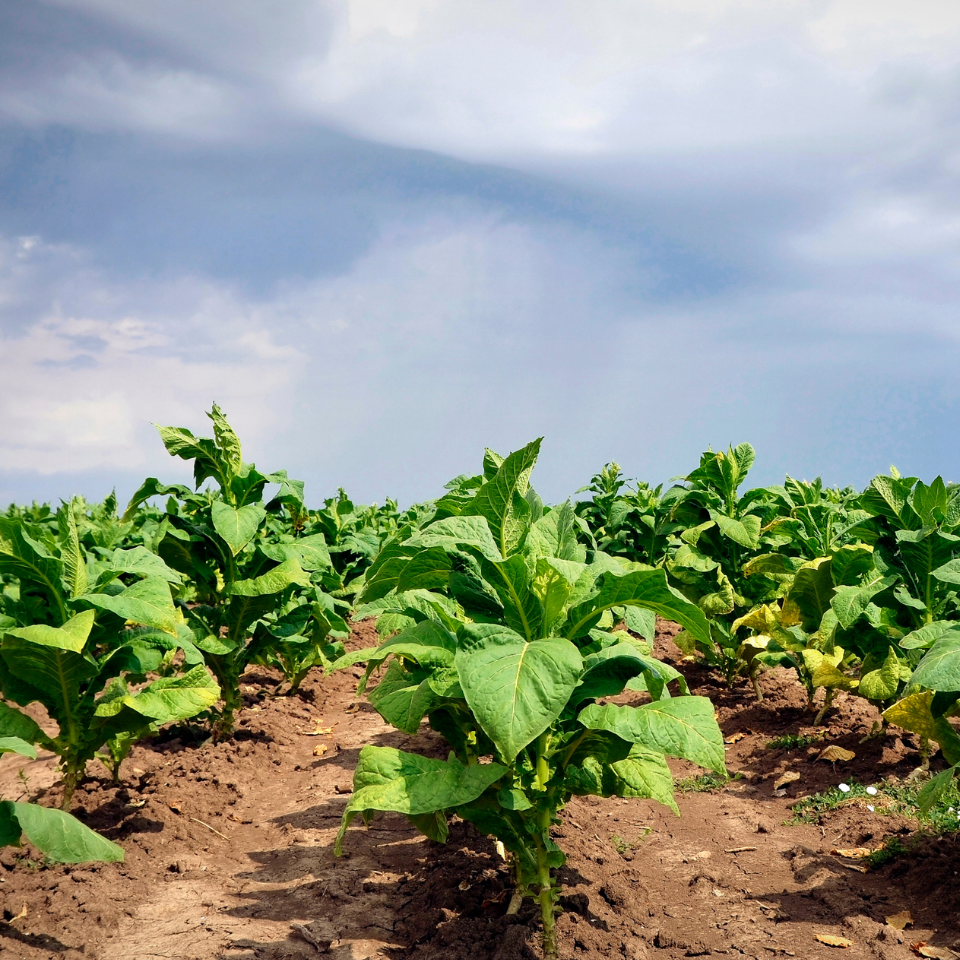 Tobacco seeds Sobolchski 33 - 100