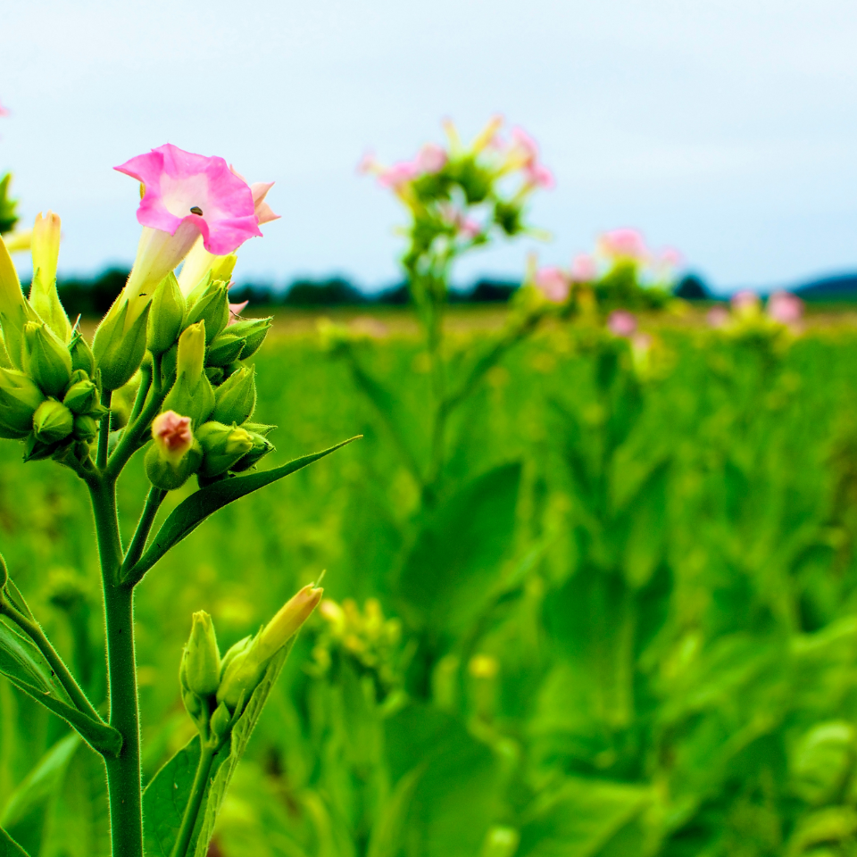 Tobacco seeds Sobolchski 33 - 100