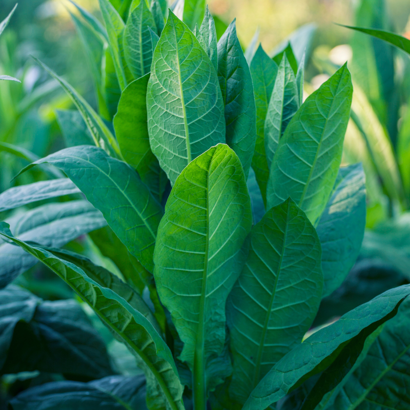 Tobacco seeds ⁠Bursa - 100