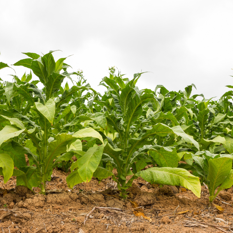 Tobacco seeds ⁠Bursa - 100