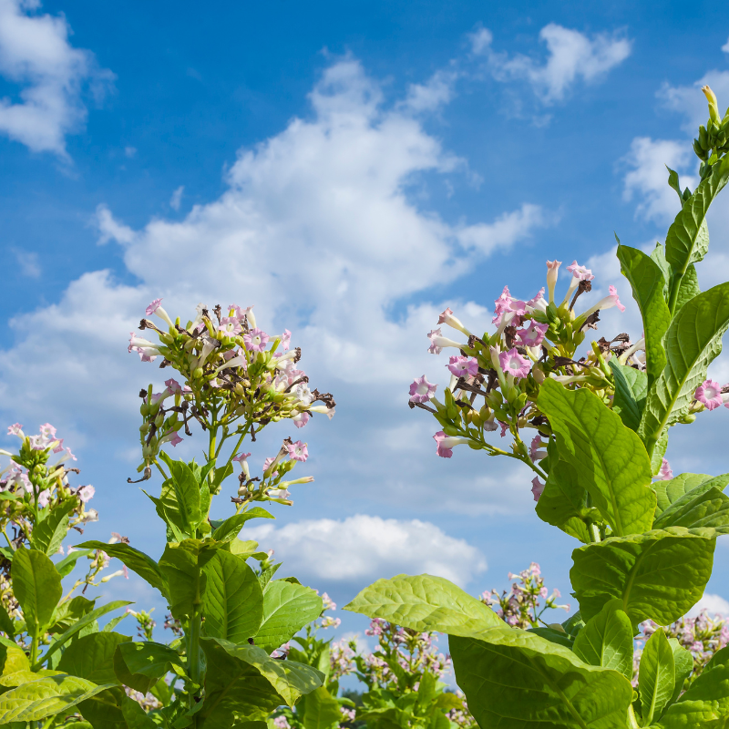 Tobacco seeds ⁠Bursa - 100