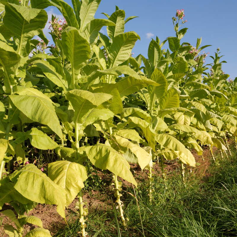 Tobacco seeds ⁠Bursa - 100