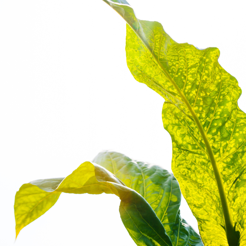 Tobacco seeds ⁠Bursa - 100