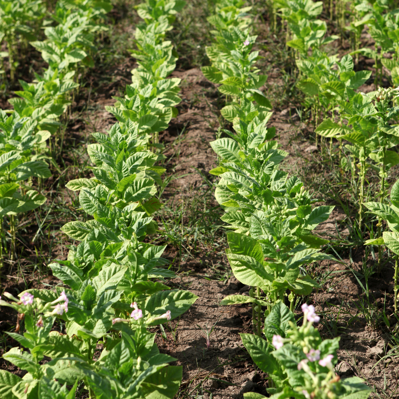 Tobacco seeds ⁠Bursa - 100