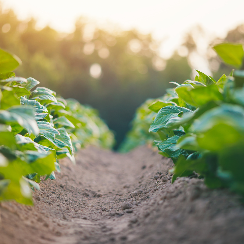 Tobacco seeds ⁠Bursa - 100