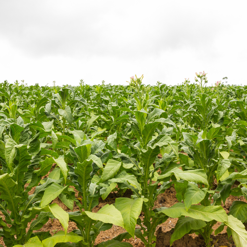 Tobacco seeds ⁠Bursa - 100