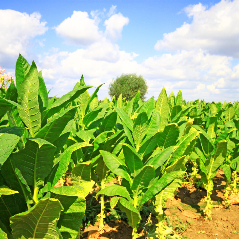 Tobacco seeds Gold dollar - 100