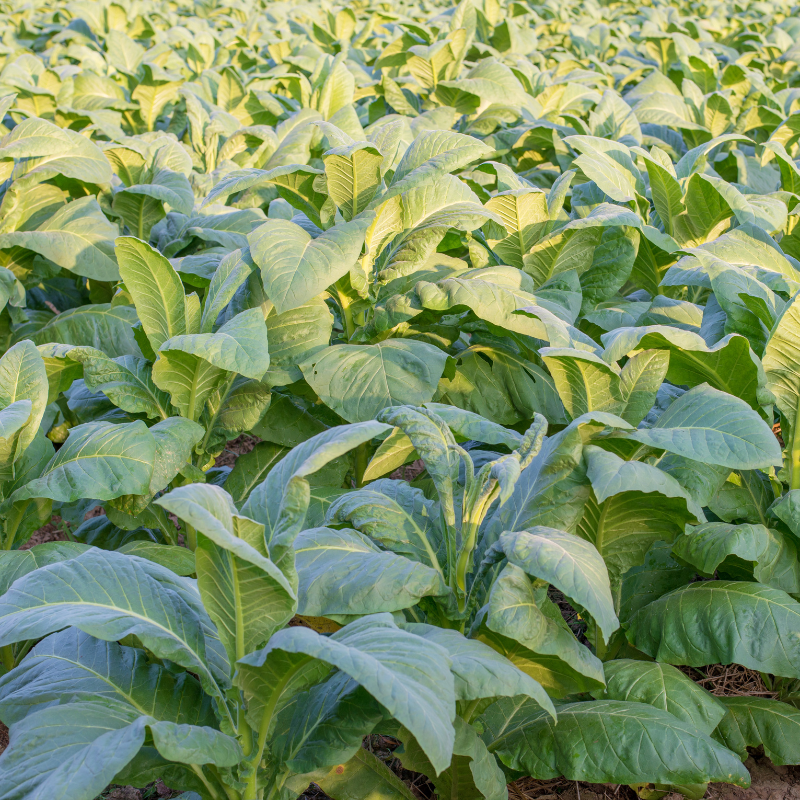 Tobacco seeds Gold dollar - 100