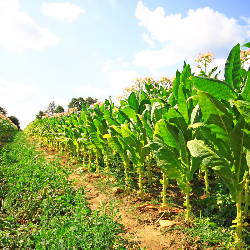 Tobacco seeds Gold dollar - 100