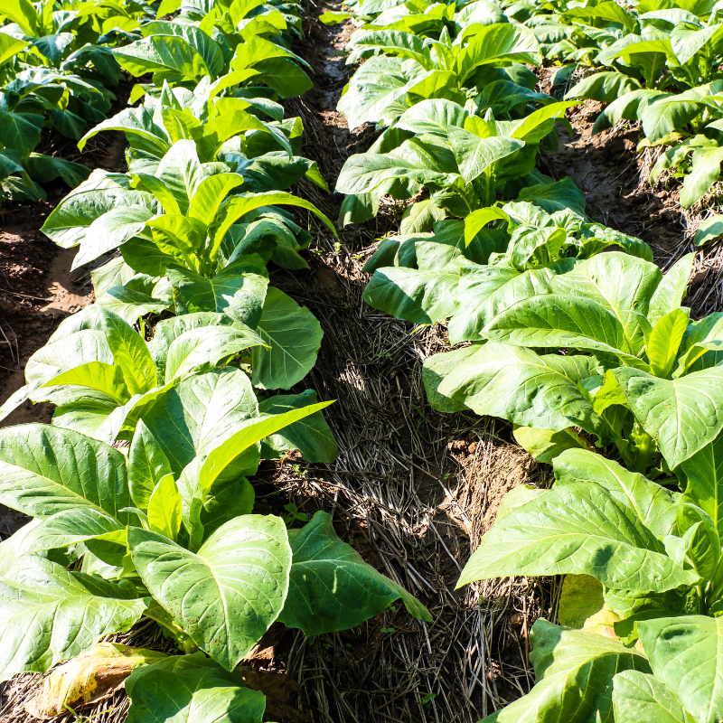 Tobacco seeds Gold dollar - 100