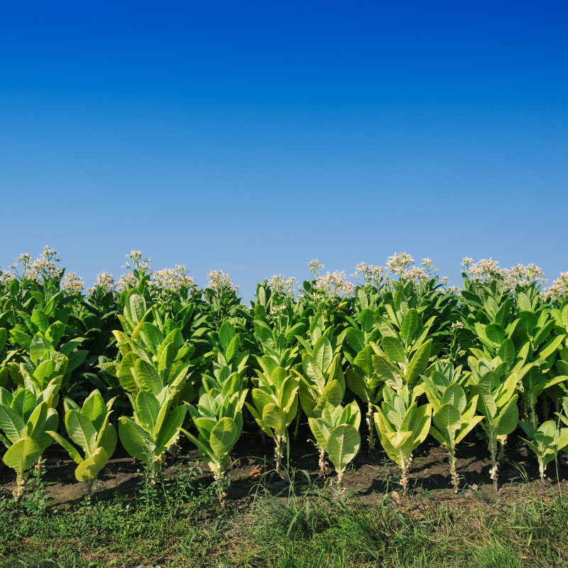 Tobacco seeds Gold dollar - 100